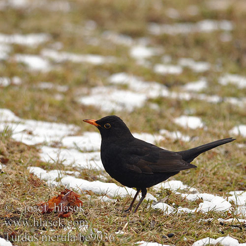 Amsel дрозд クロウタドリ الشحرور