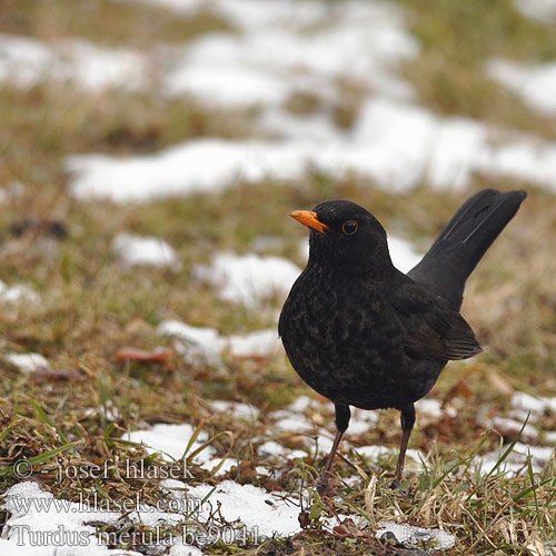 Turdus merula be9041