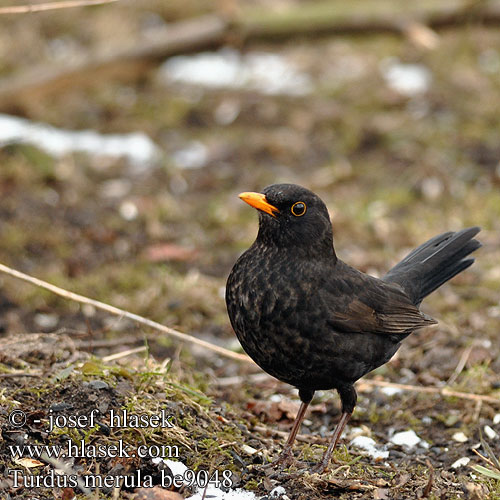 Turdus merula be9048