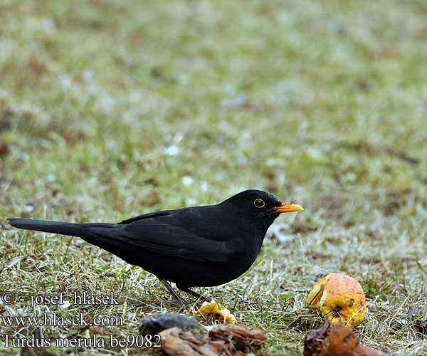 Turdus merula be9082