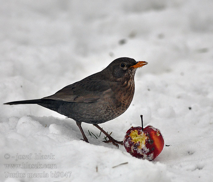 Turdus merula bi9047