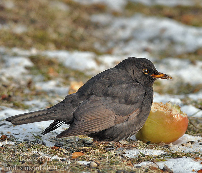 Turdus merula bn0220