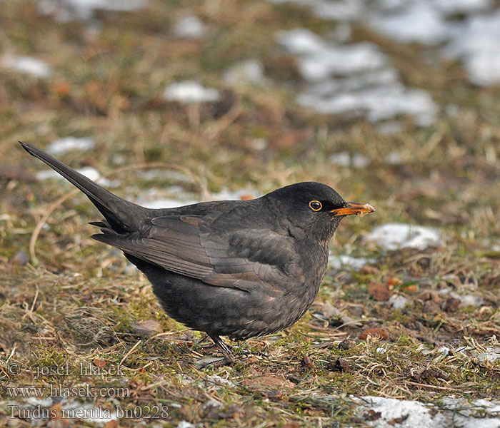 Kos černý Turdus merula Blackbird Solsort Mustarastas