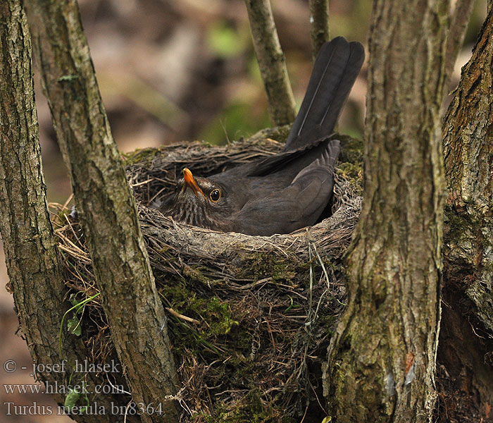 Turdus merula Blackbird Merle noir Amsel Kos černý