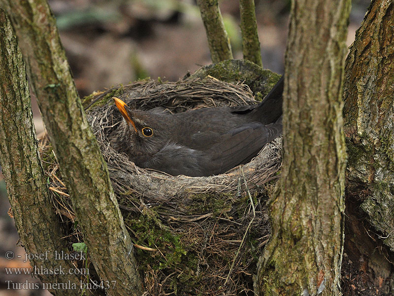 Turdus merula Blackbird Merle noir Amsel Kos černý