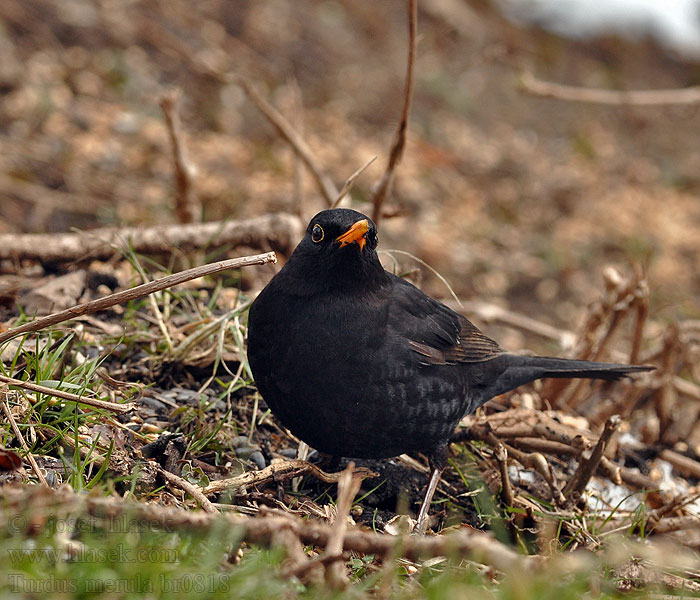 Turdus merula Blackbird Solsort