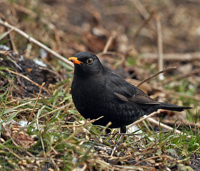 Turdus merula Mustarastas Merle noir