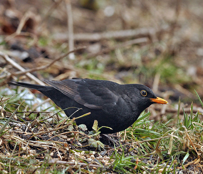 Turdus merula Merel Merlo