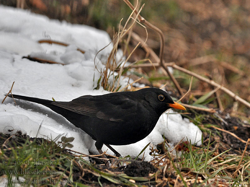 Turdus merula Fekete rigó Feketerigó Amsel