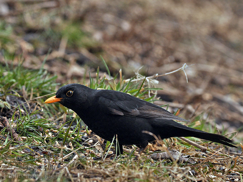 Turdus merula Drozd čierny