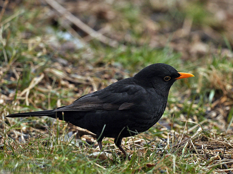 Turdus merula Kos černý