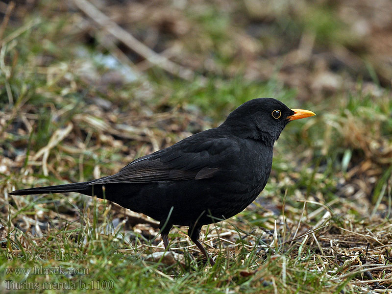 Turdus merula Mirlo común Koltrast