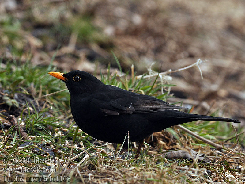 Turdus merula 乌鸫 Чёрный дрозд