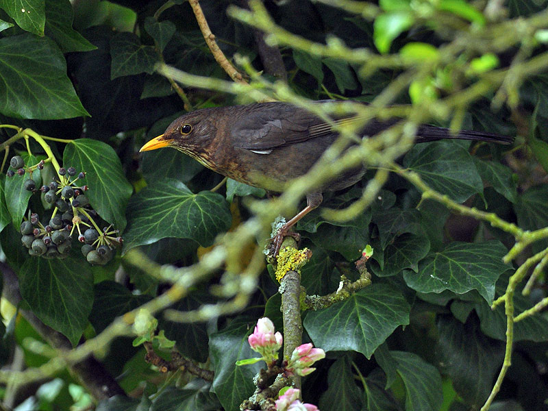 Turdus merula クロウタドリ الشحرور 대륙검은지빠귀