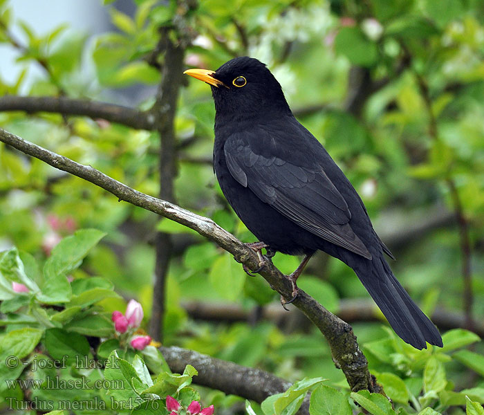 Turdus merula Κότσυφας Melro-preto Чорний дрізд