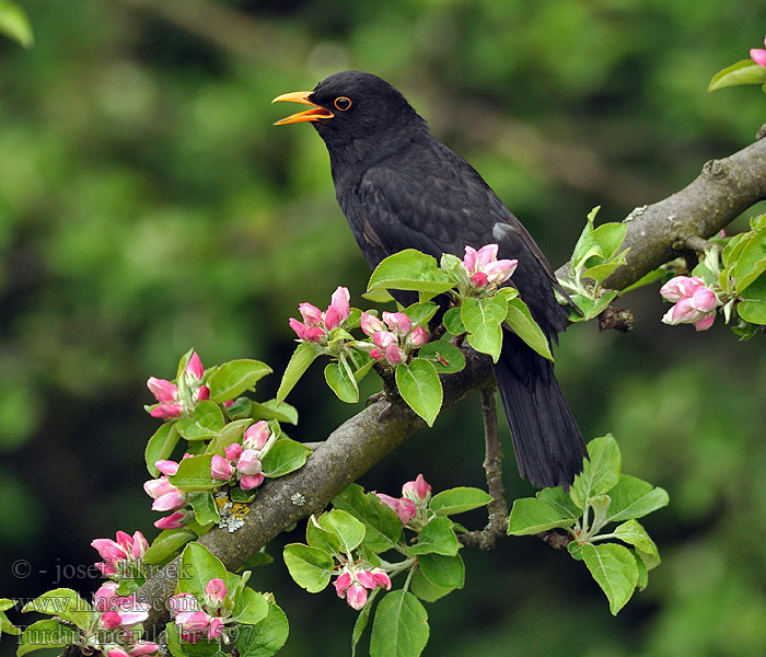 Turdus merula Karatavuk שחרור