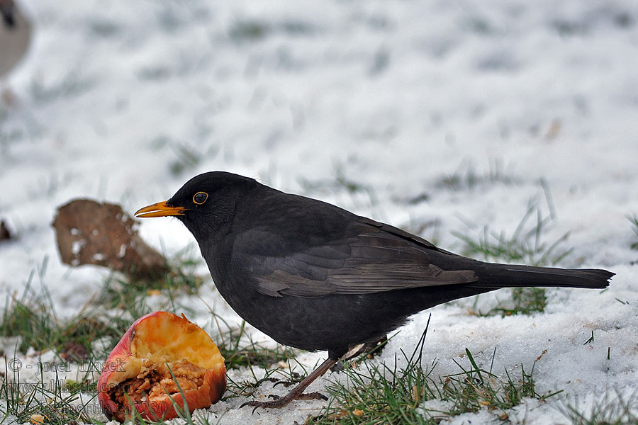 Drozd čierny Turdus merula