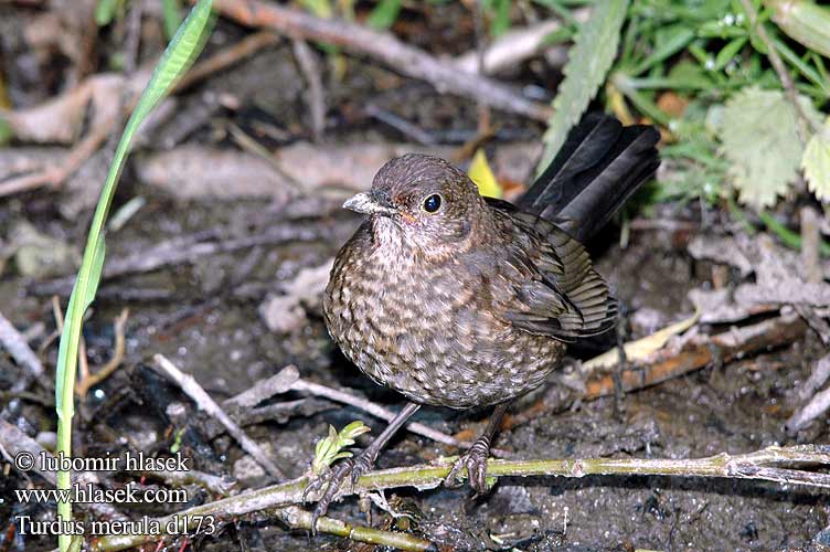 Turdus merula дрозд クロウタド