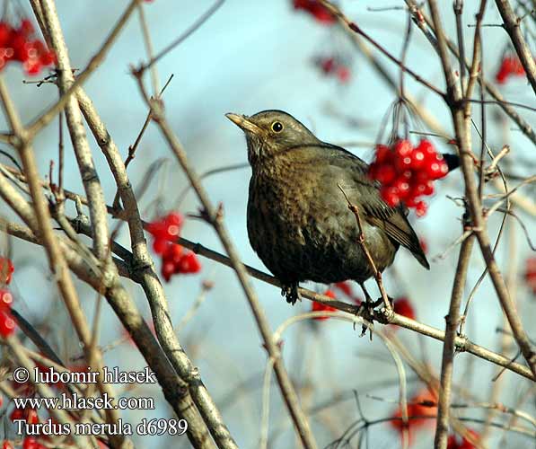 Turdus merula d6989