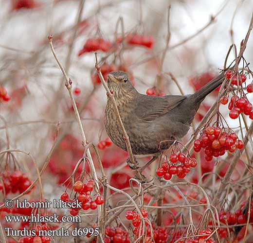 Turdus merula Чорний дрізд