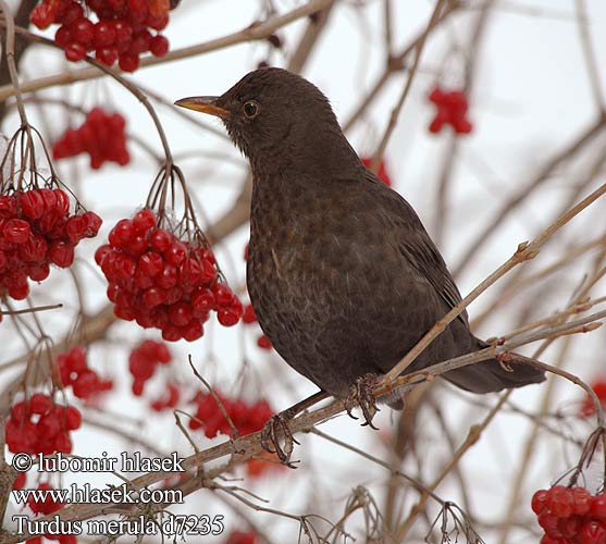 Turdus merula Blackbird Solsort Mustarastas