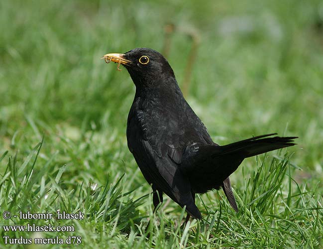 Turdus merula Blackbird Solsort Mustarastas Merle noir