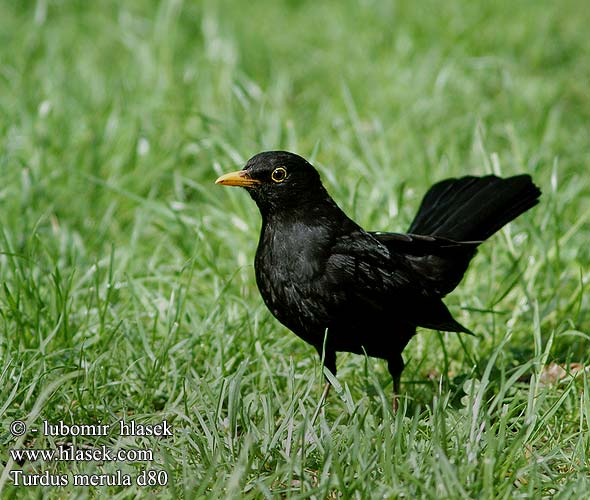 Turdus merula d80