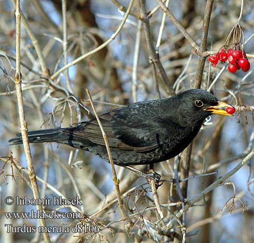 Turdus merula 乌鸫 дрозд クロウタド