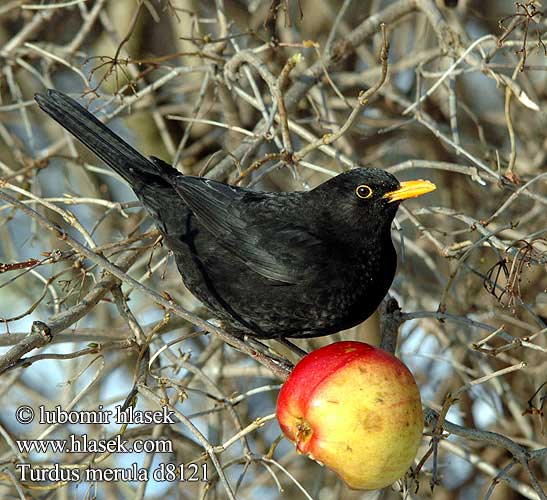 Turdus merula d8121