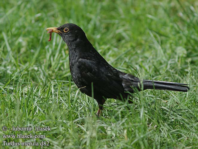 Turdus merula d82