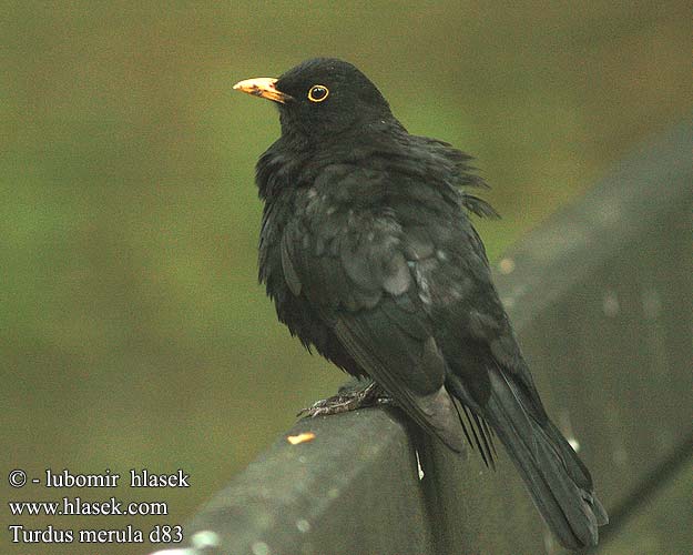 Turdus merula d83