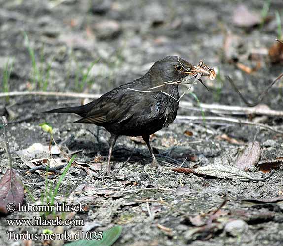 Turdus merula da1025