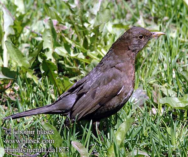 Turdus merula Blackbird Solsort Amsel Drozd čierny