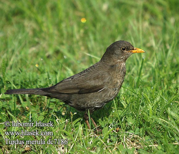 Turdus merula Merle noir Amsel Kos černý