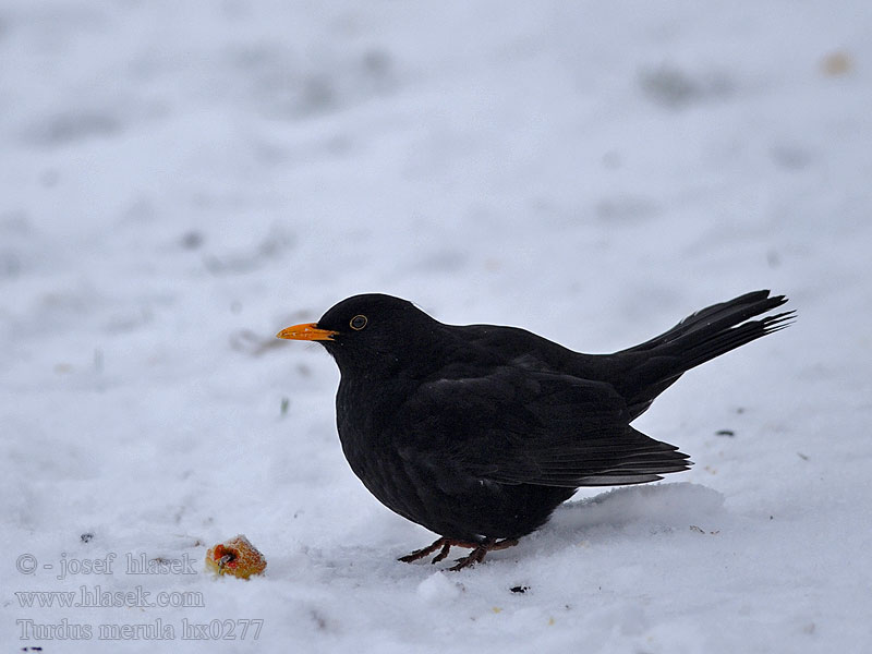 Turdus merula