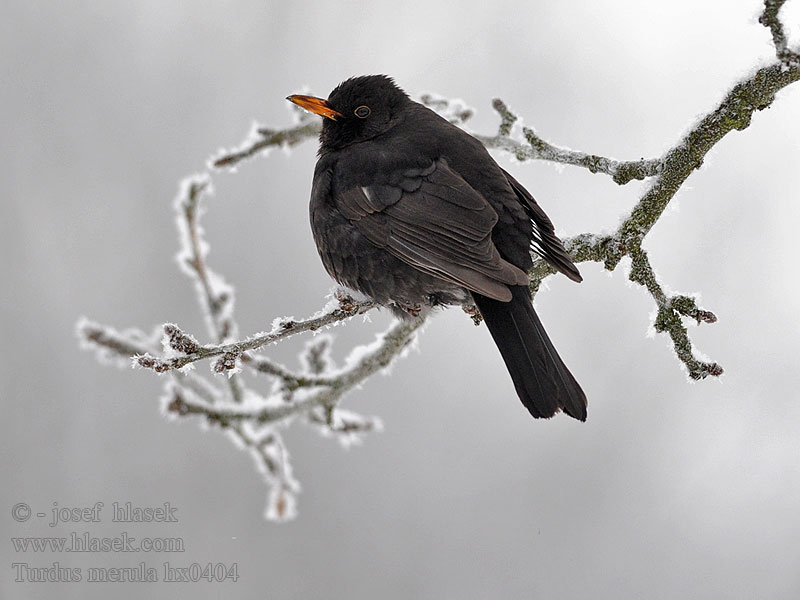 Turdus merula