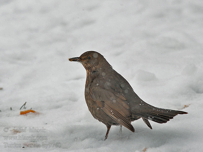 Kos černý Turdus merula