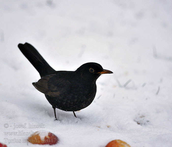 Turdus merula Blackbird