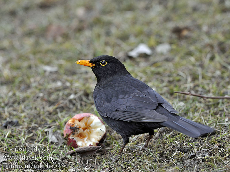 Turdus merula Solsort