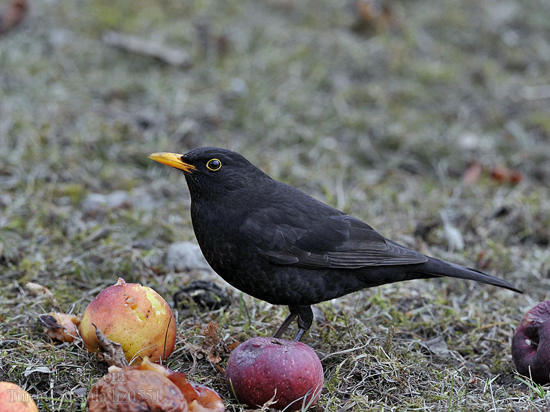 Turdus merula Mustarastas