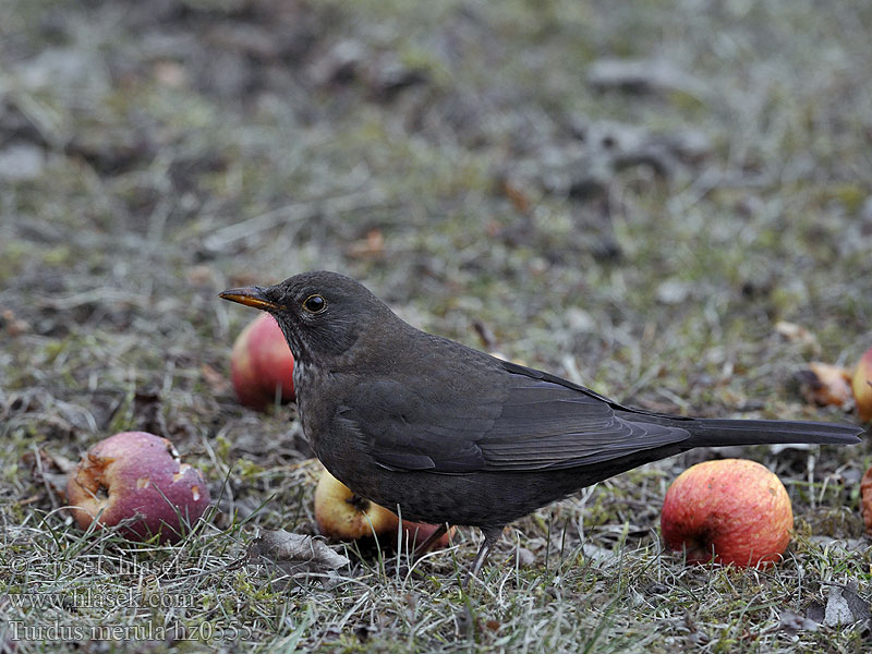 Turdus merula Amsel