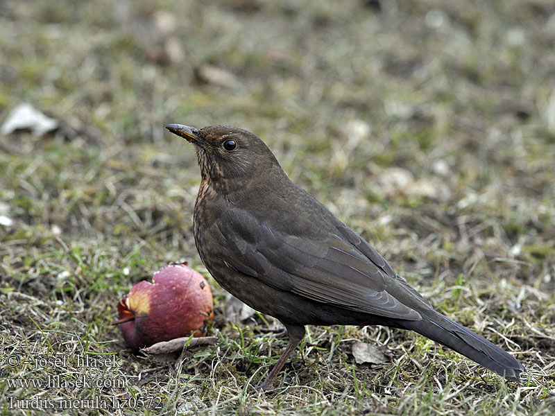 Turdus merula Kos černý