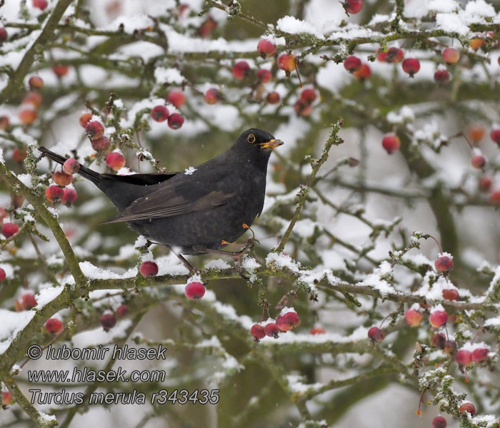 Turdus merula