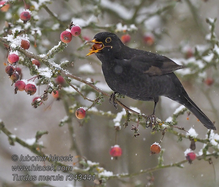 Turdus merula