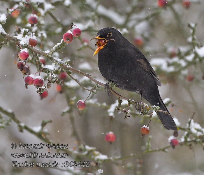 Turdus merula