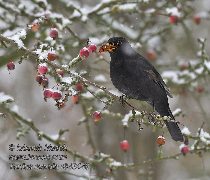 Turdus merula