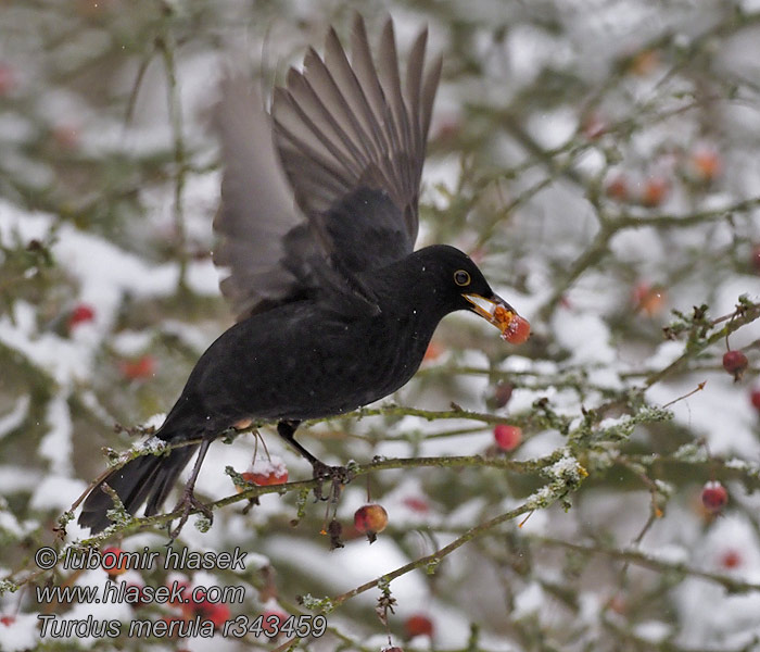 Turdus merula