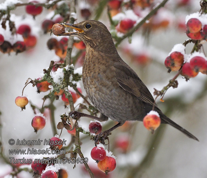 Turdus merula