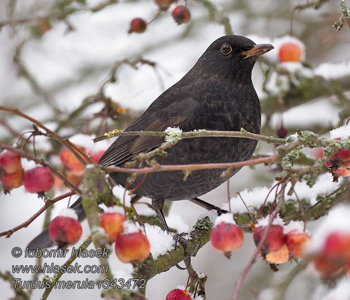 Turdus merula