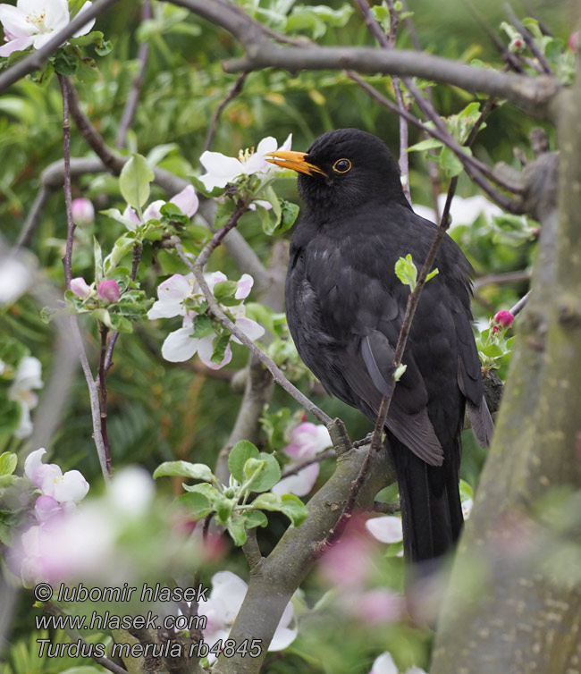 Turdus merula